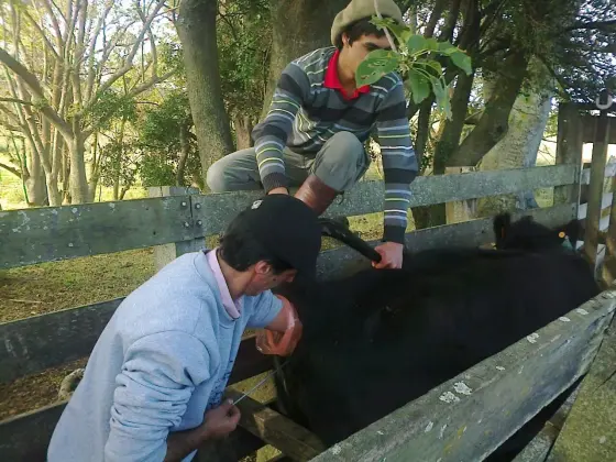 Inseminación de bovinos